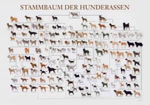 Rassehunde und der Stammbaum