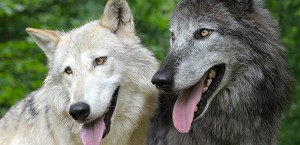 Hund und Wolf - wer geht toleranter miteinander um? © Walter Vorbeck