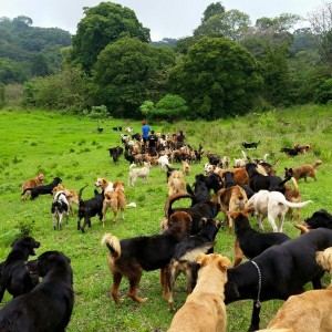 Mit 600 Hunden wandern