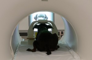 The dogs were trained to view both video images and static images on a screen while undergoing fMRI. Photo by Gregory Berns.