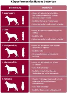 Parameter zur Erkennung eines übergewichtigen Hundes