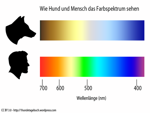 So sehen Hunde Farben