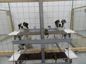 Der Entscheider-Hund (rechts) kann dem Empfänger-Hund (links) ein Leckerli ermöglichen. (Foto: Mylène Quervel-Chaumette/Vetmeduni Vienna)