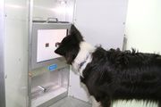 Border Collies lernen besonders schnell und sind leicht trainierbar. (Foto: Lisa Wallis/Vetmeduni Vienna)