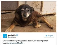 Rekord: Maggie wurde 30 Jahre alt Foto © Twitter/Screenshot