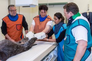 Maheeka Seneviratne (2. v.r.) vom Royal Veterinary College, London (GB), holte für künftige Suchhunde aus Sri Lanka gemeinsam mit Harald Schwammer, Stellvertretender Direktor des Tiergarten Schönbrunns (li.), die Expertise der Bildgebenden Diagnostik der Vetmeduni Vienna für Hüftgelenks- und Ellbogen-Aufnahmen ein. Weiters im Bild: Michaela Gumpenberger (2. v.l.) und Johann Ryschawy (re.) von der Bildgebenden Diagnostik der Vetmeduni Vienna (Foto: © Michael Bernkopf/Vetmeduni Vienna) 