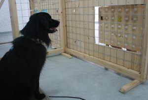 Wie freigiebig Hunde sind, wurde mit einem für die Tiere schwierigen Test überprüft. "Spenderhunde" konnten anhand von Spielmarken entscheiden ob sie Leckerlis spendieren. (Foto: Rachel Dale/Vetmeduni Vienna)