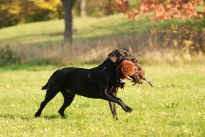 Retriver gehören zu den sogenannten Apportierhunden und eignen sich damit bestens für das Wiederbringen von Kleinwild bei der Jagd. (Foto: Elli Winter/moorhunde.de)